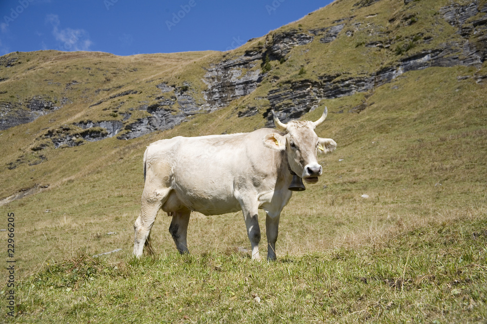Kuh in den Schweizer Alpen