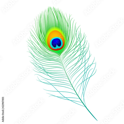 Peacock feather. Vector. Detailed portrayal.