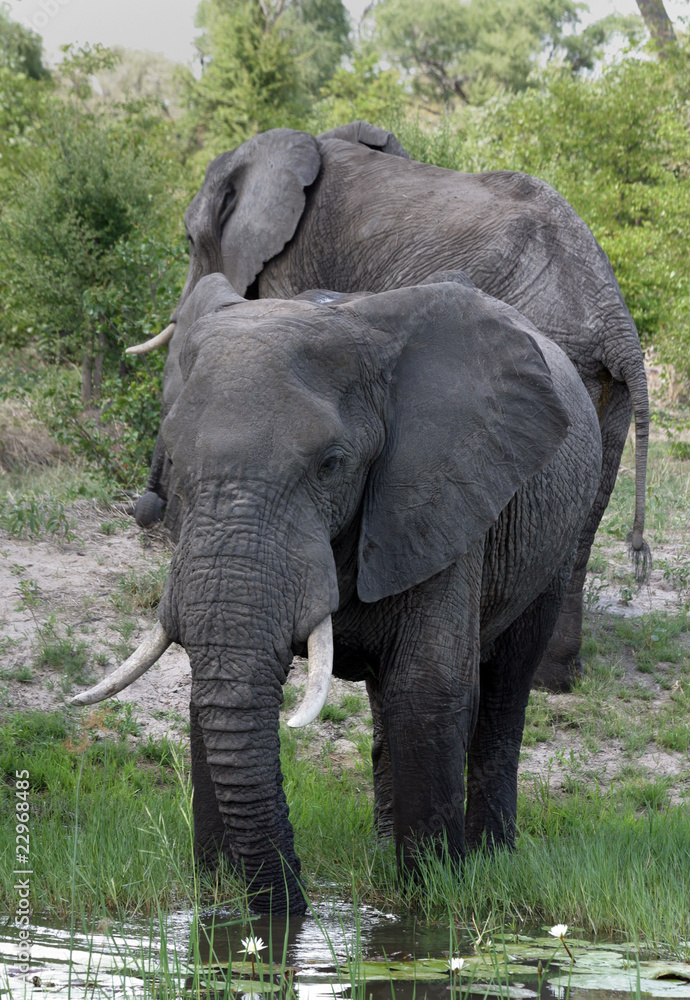 Obraz premium Elefanten am Wasserloch