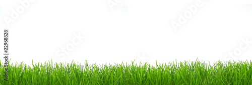 Panorama of grass, isolated