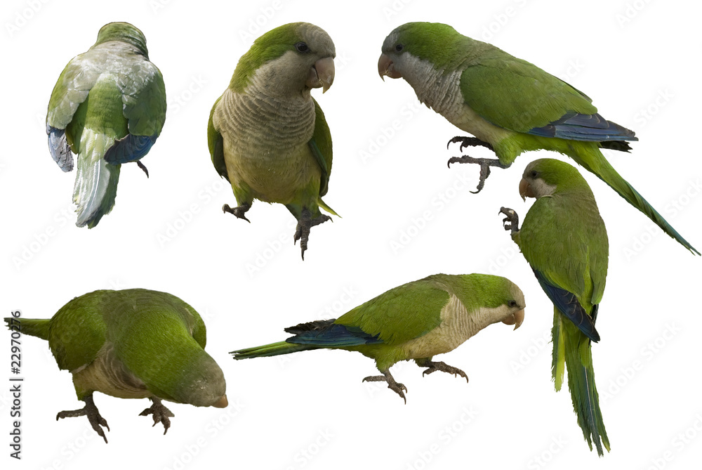 Obraz premium Monk parakeets