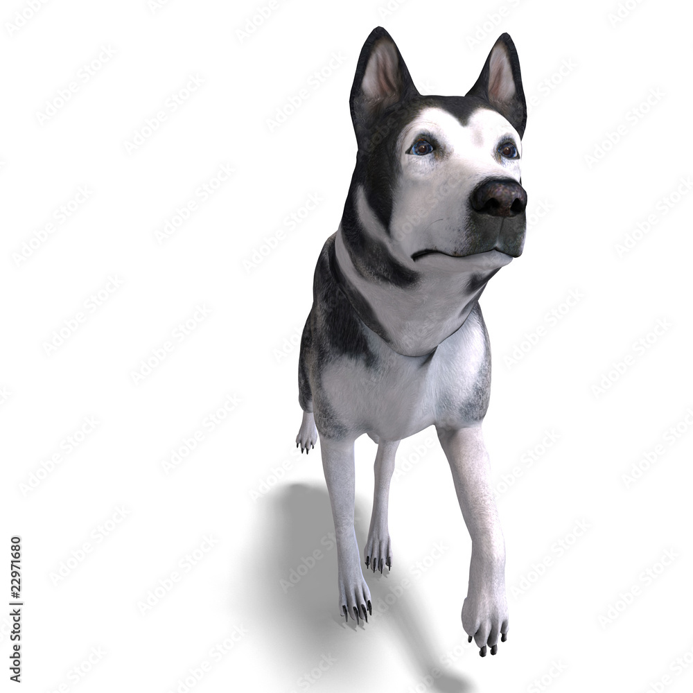 Alaskan Malamute Dog. 3D rendering with clipping path and shadow