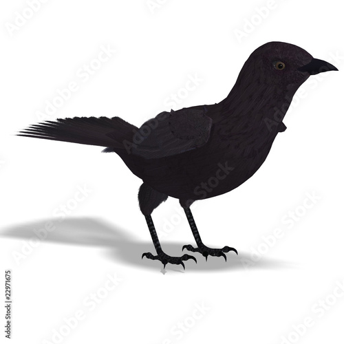 American Crow. 3D rendering with clipping path and shadow over w