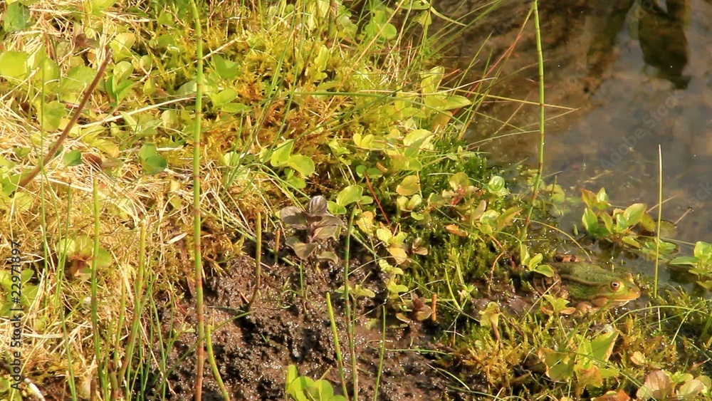 video frosch weghüpfend I video frosch weghüpfend I