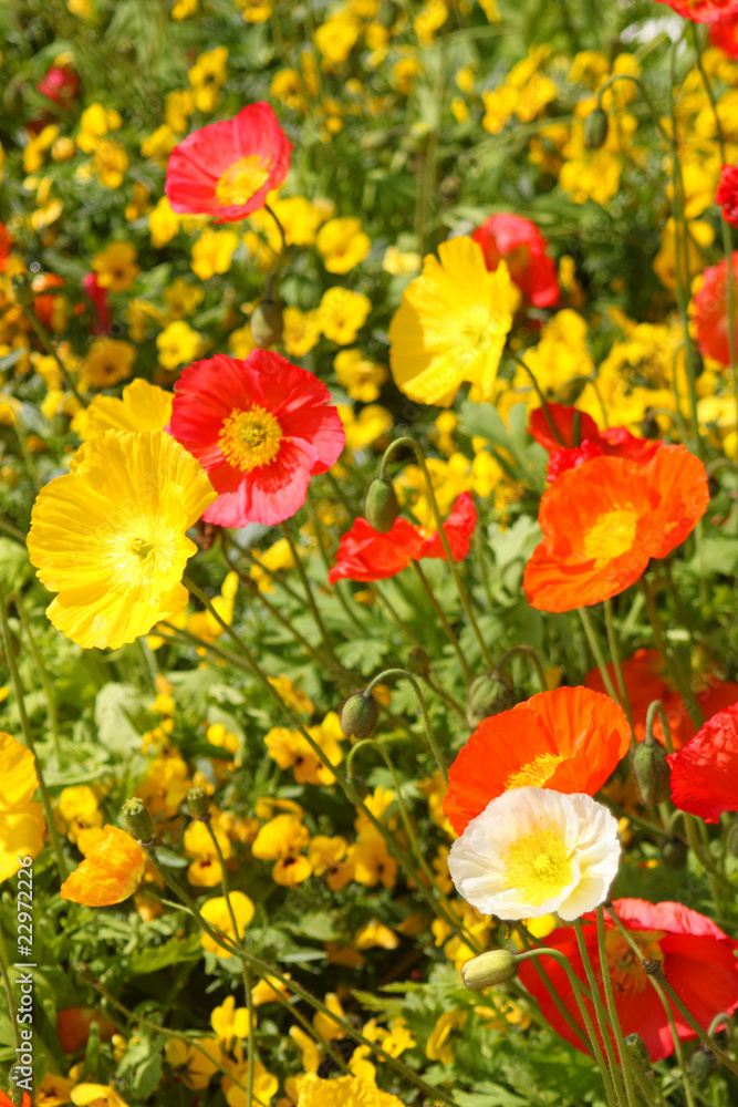 Bunte Blumenwiese mit farbigem Mohn