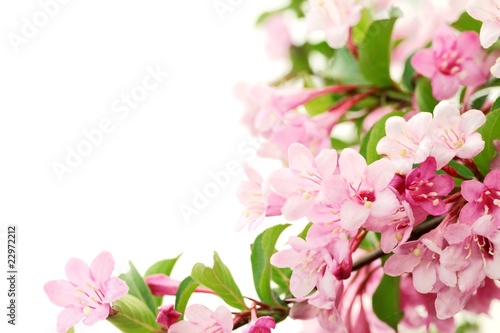 Pink flowers with fresh green leaves