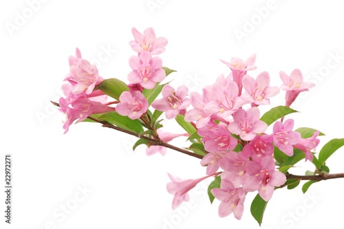 Pink flowers with fresh green leaves