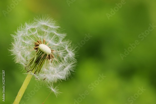 Dandelion on green background