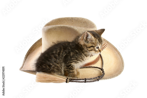 Kitten Sitting on Cowboy Hat