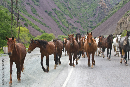 herd of horses © e51