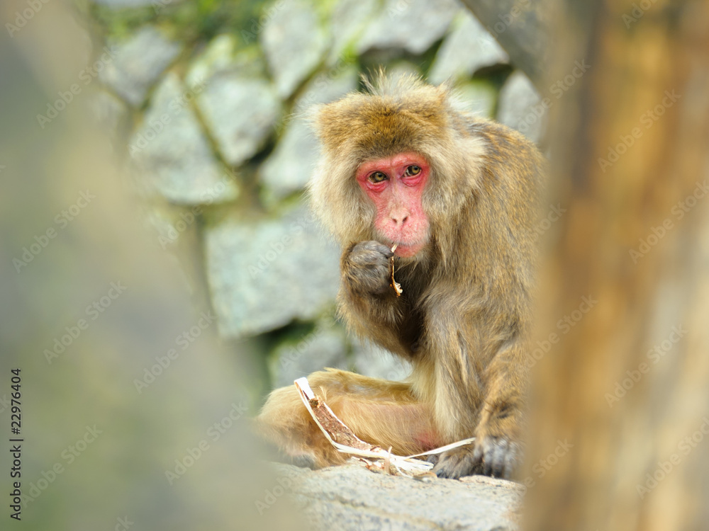 Obraz premium Monkey eats