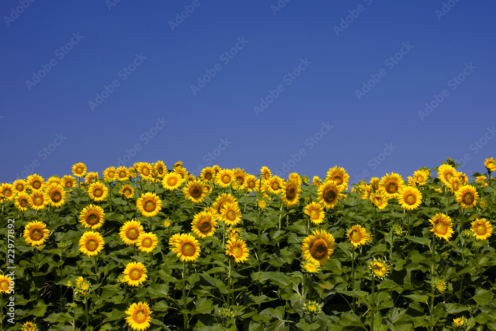 Obraz premium ひまわりの黄色と青い空が綺麗