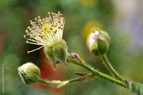 Fotografie Pistil