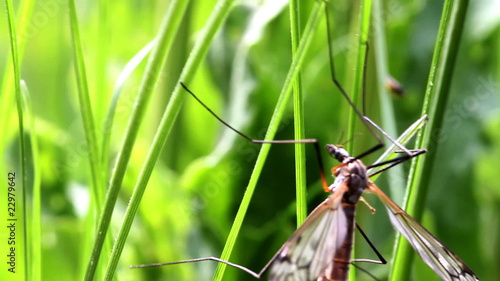 mosquito photo