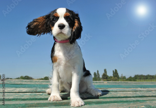 Quadro su tela chiot cavalier king charles au soleil