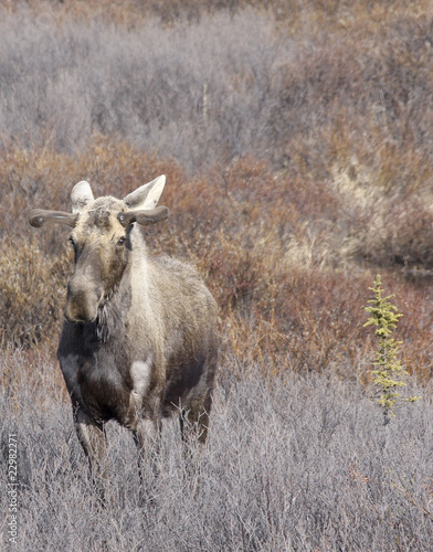 Fototapeta Naklejka Na Ścianę i Meble -  Moose in Field