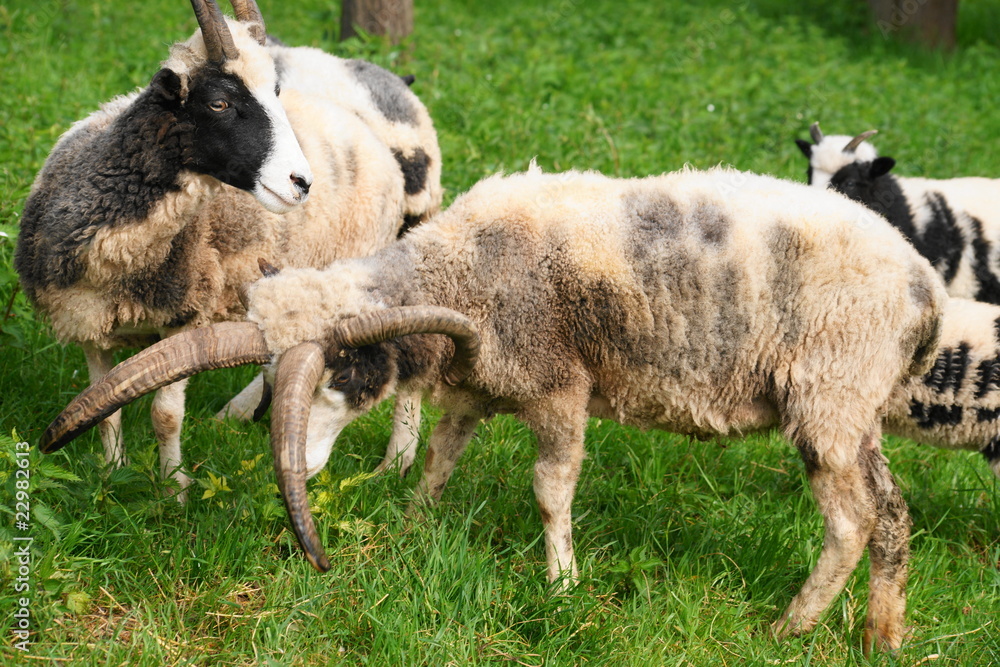 Obraz premium SONY DSC