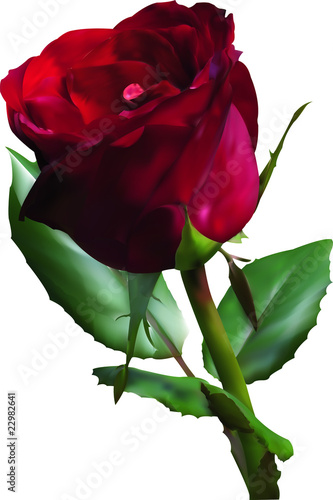 Rose rouge vectorielle!