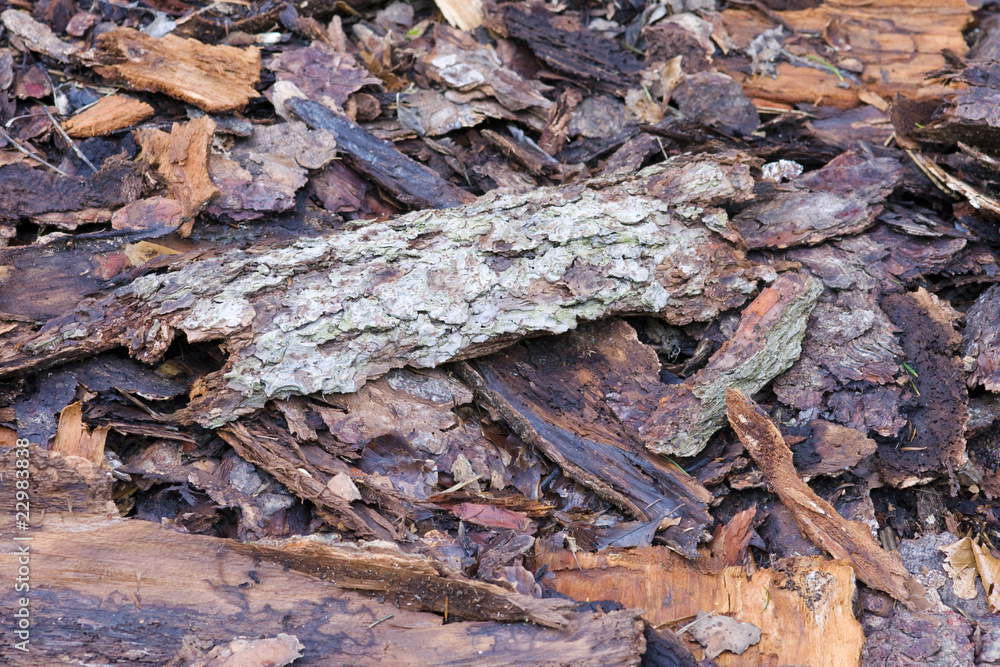 Baumrinde auf dem Waldboden Baumrinde auf dem Waldboden