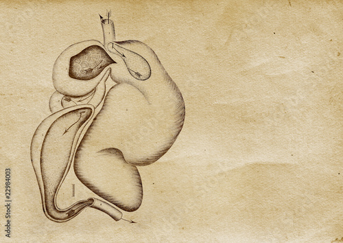 Tablou pe pânză Abdomen Illustration (from late 1800)
