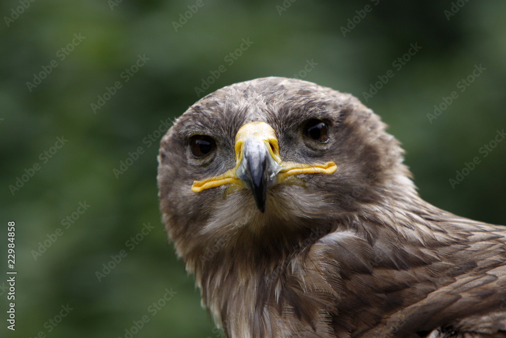 Steppenadler Steppenadler