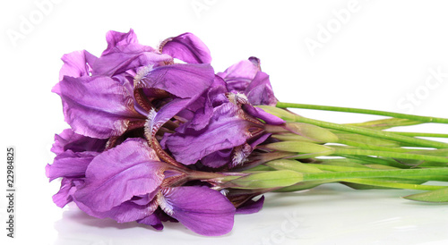 Flowers irises,isolated.