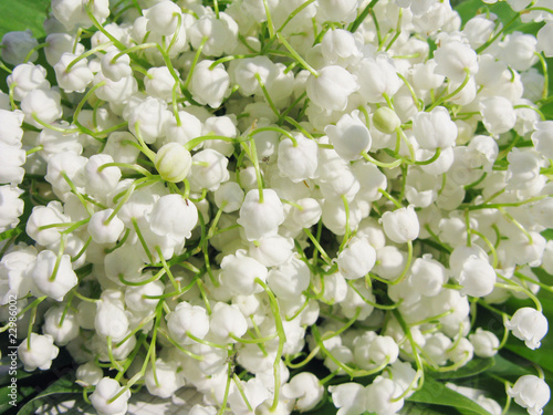 lily of the valley as floral background photo