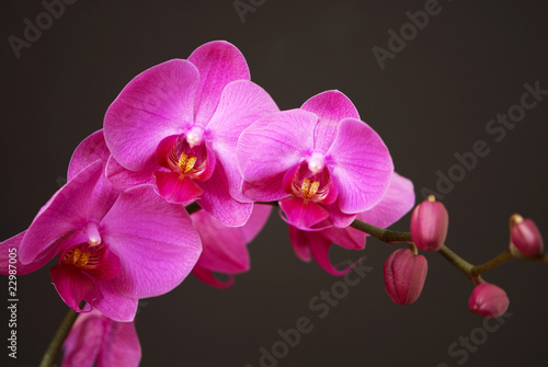 Pink orchid with buds