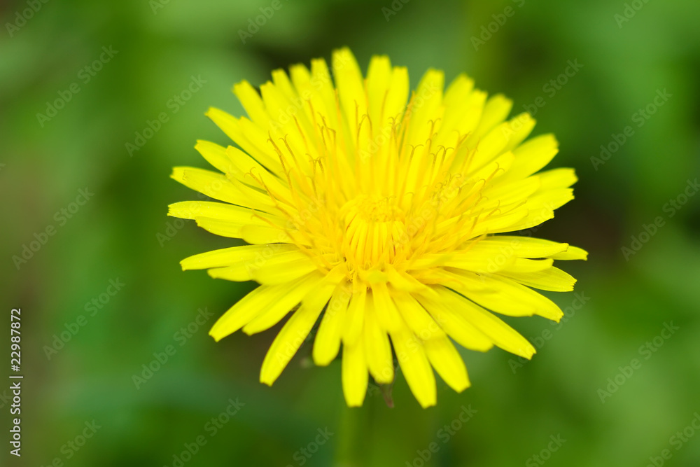 spring flower spring flower