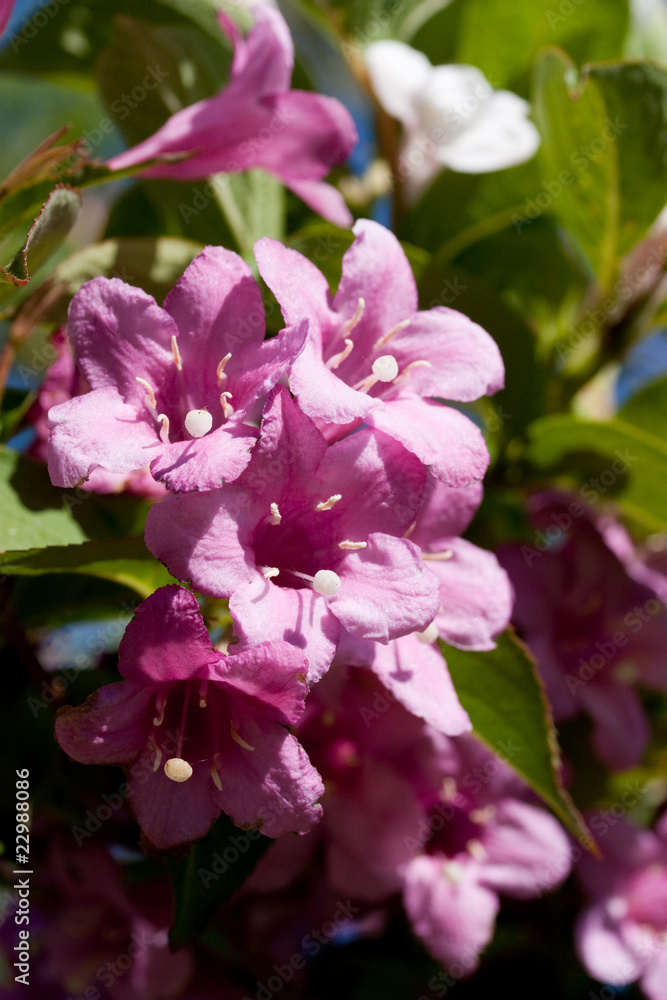 Groupe de fleurs violettes mauves sur la branche d'arbre Groupe de fleurs violettes mauves sur la branche d'arbre