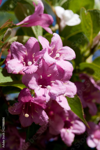 Groupe de fleurs violettes mauves sur la branche d arbre