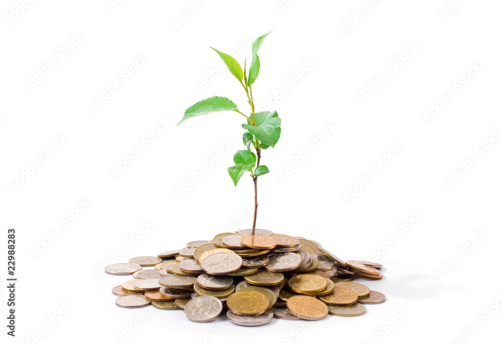 Plant growing on coins symbolizing financial growth Plant growing on coins symbolizing financial growth