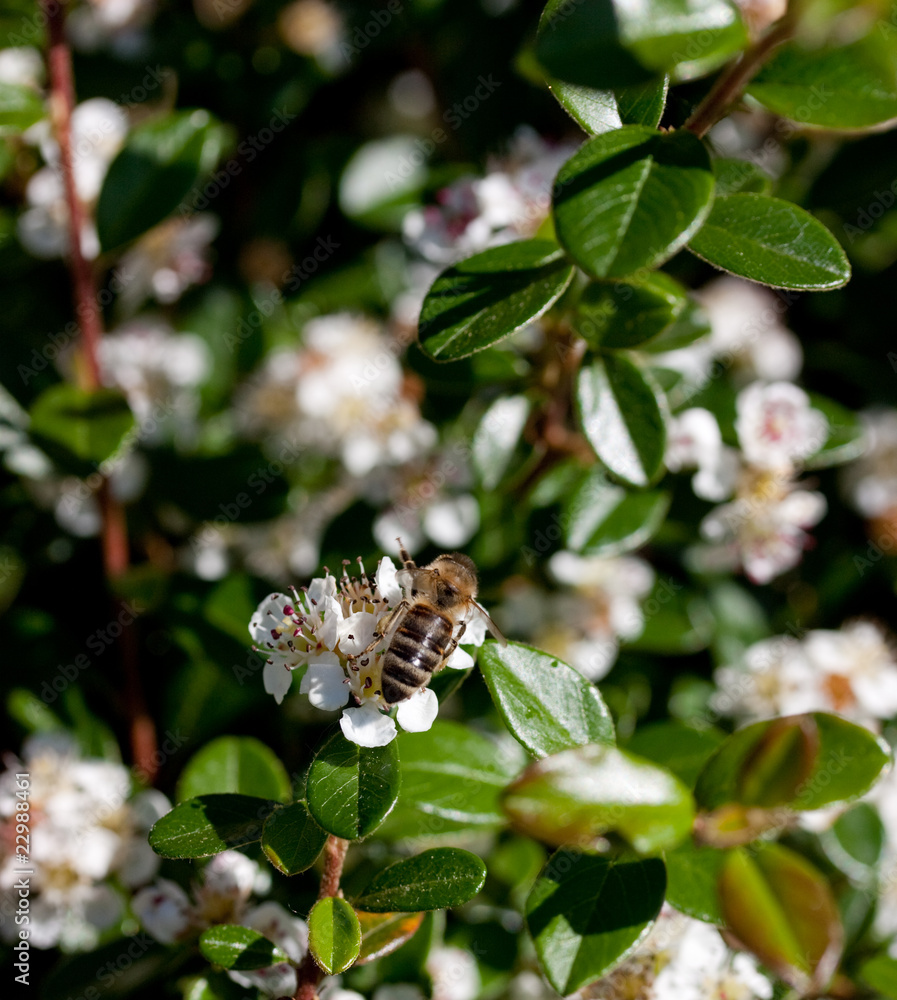 Fototapeta premium Abeille qui butine une fleur