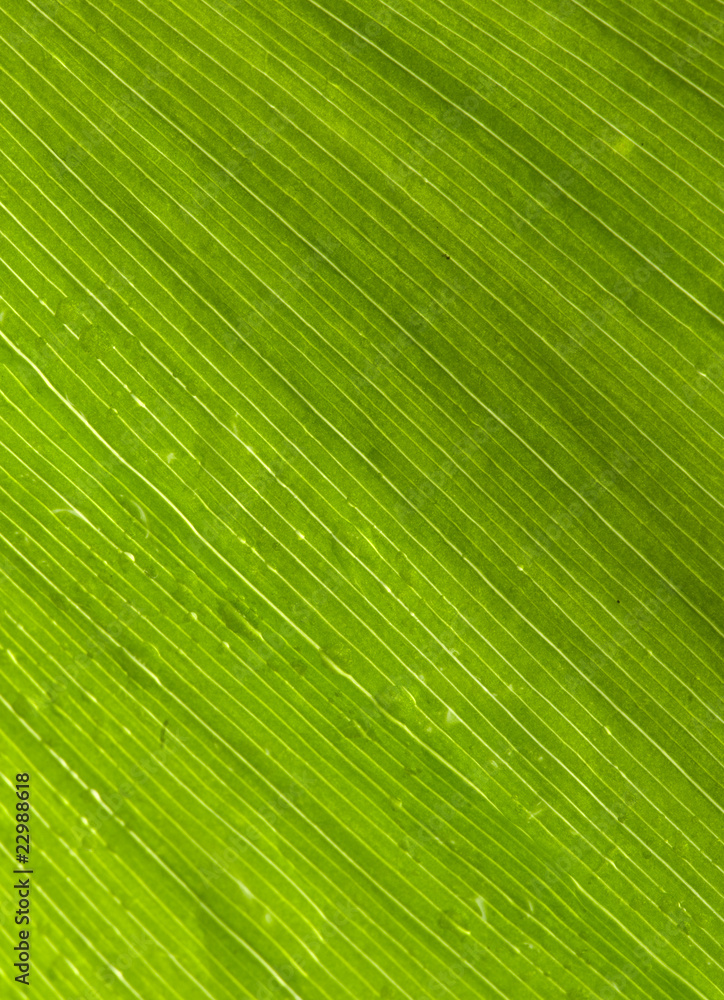 Lily of the Valley Lily of the Valley