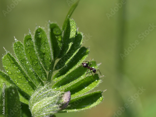 カラスノエンドウの葉を這いまわる蟻