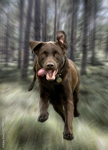 Chocolate Labrador Running Through the Forest © JPRFphotos