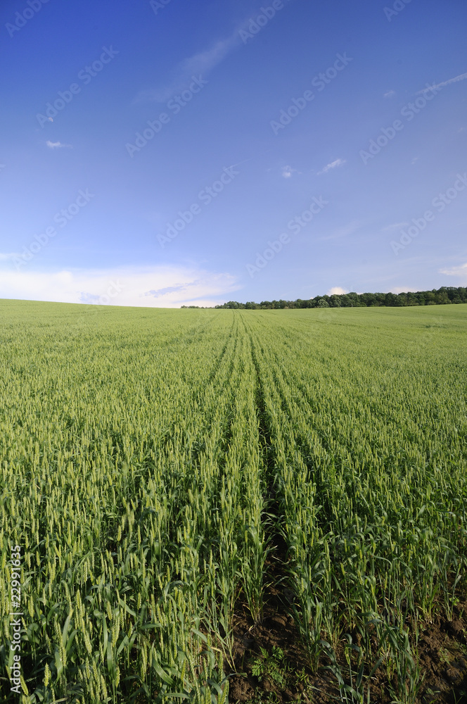 Wheat field on the hill