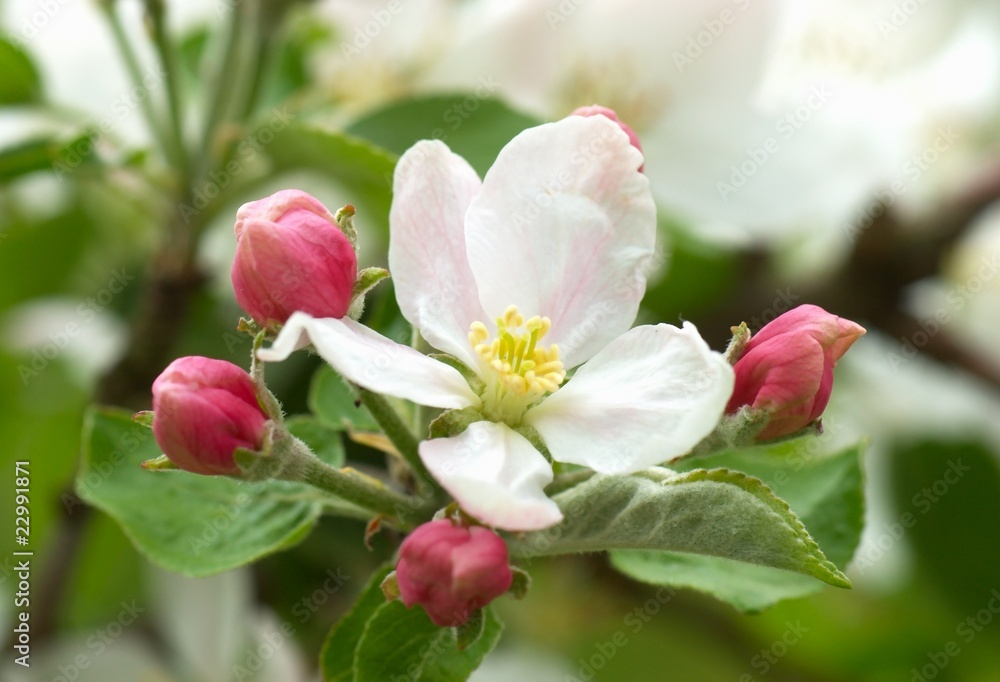 Apfelblüten Apfelblüten