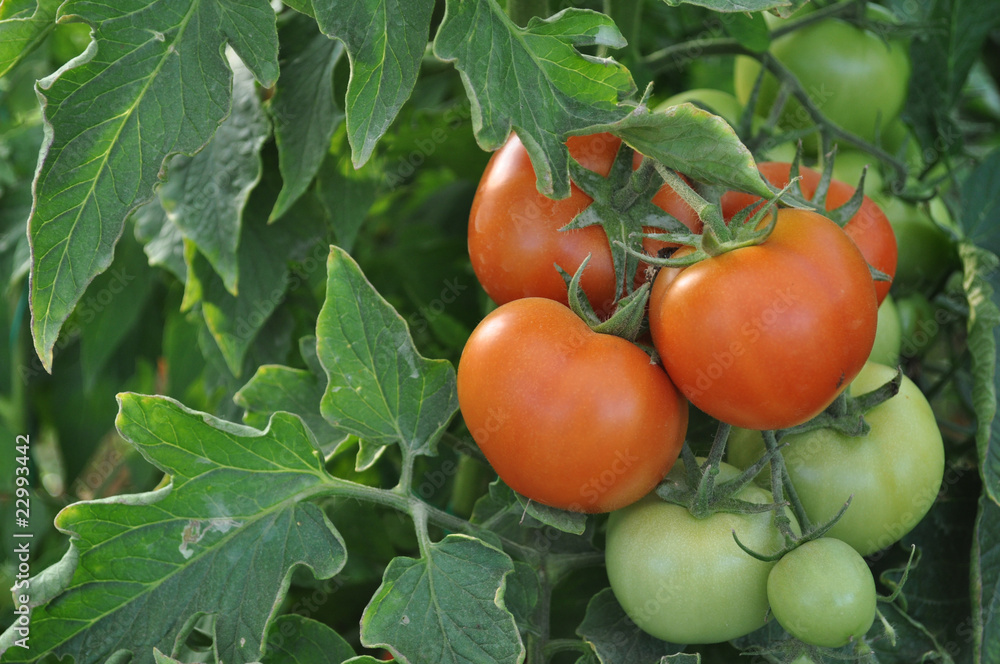 red  and green tomatoes
