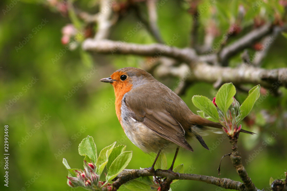robin robin