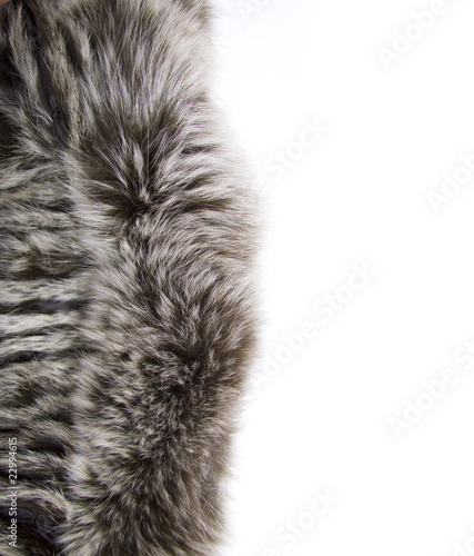 Beautiful fur on white background