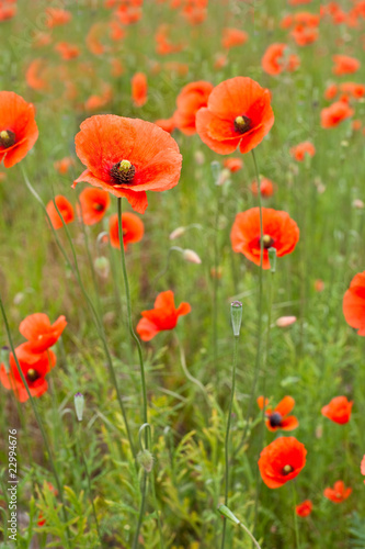 Beautiful poppies in a field