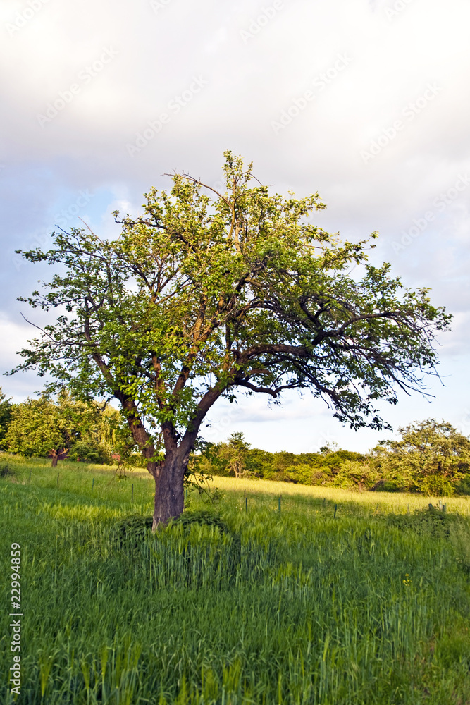 tree in sunset and green grass tree in sunset and green grass