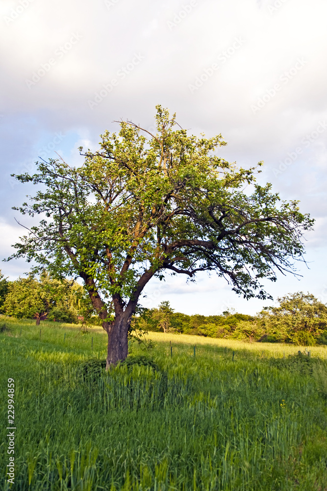 tree in sunset and green grass