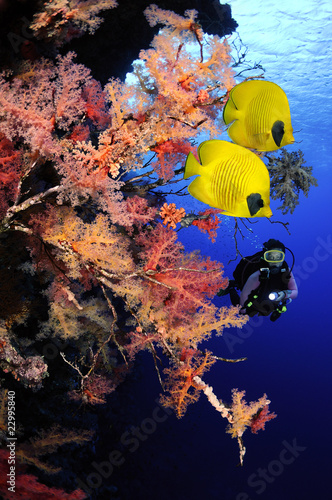 Female diver exploring coral reefs and colorful reef fishes. #22995840