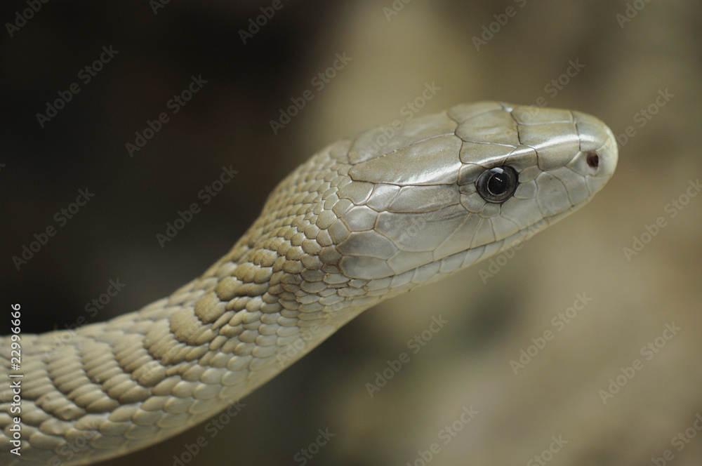 Fototapeta premium Schwarze Mamba