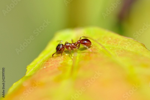 Fotografi Red ant 2