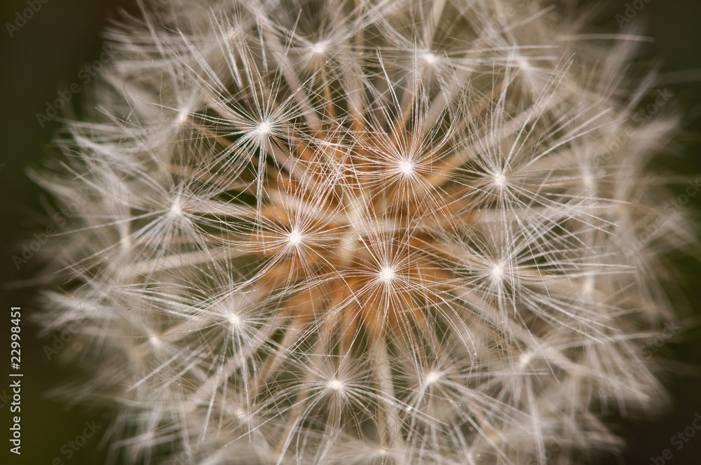 macro detail of a dandelion clock macro detail of a dandelion clock
