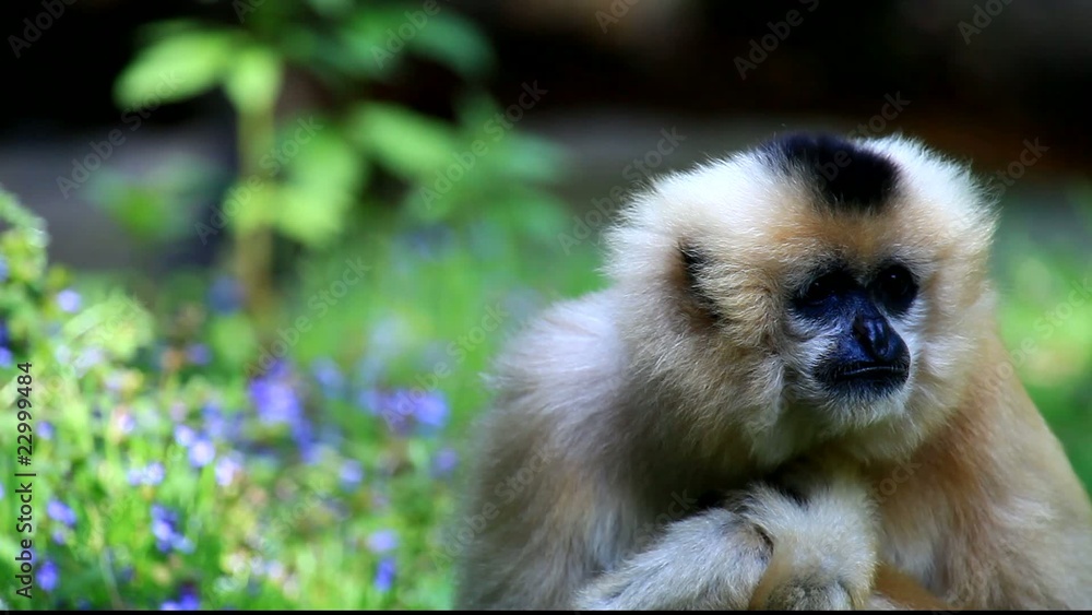 gibbon gibbon