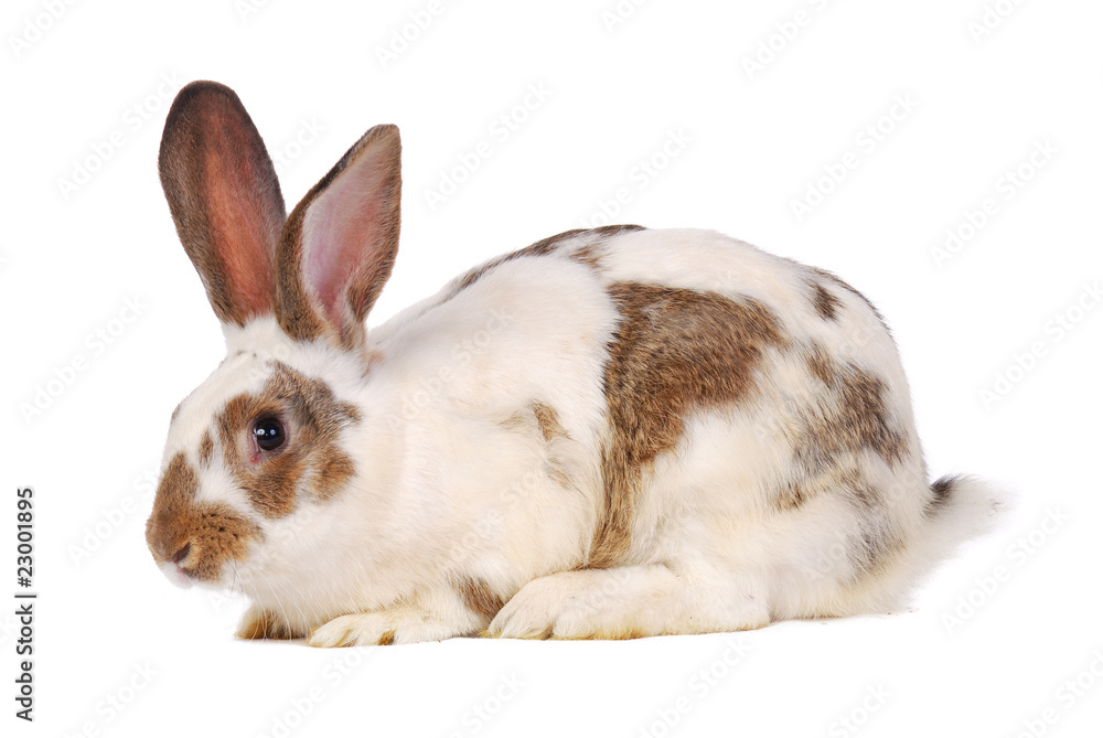 Fototapeta premium One live rabbit on the white